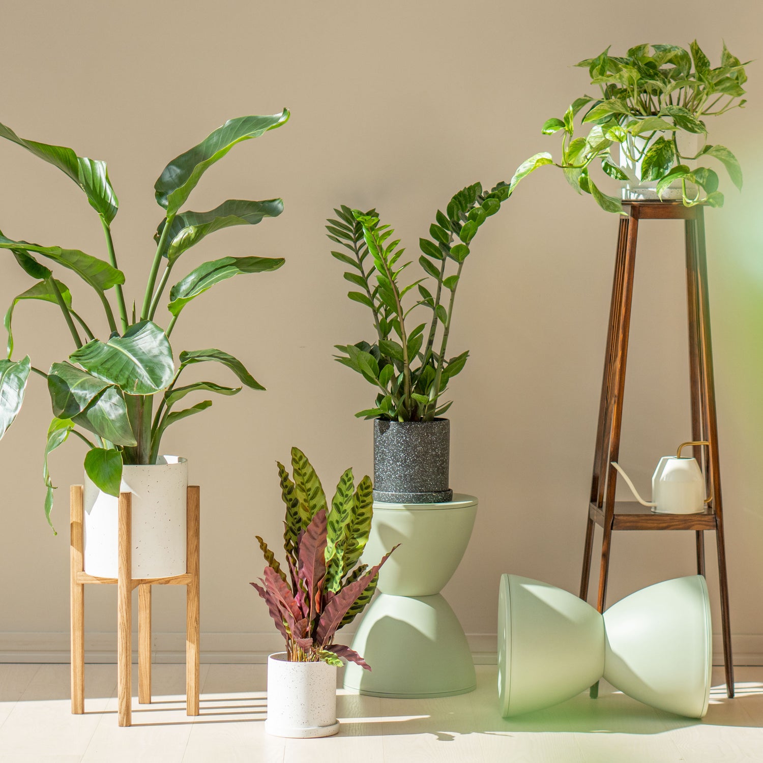 Houseplants