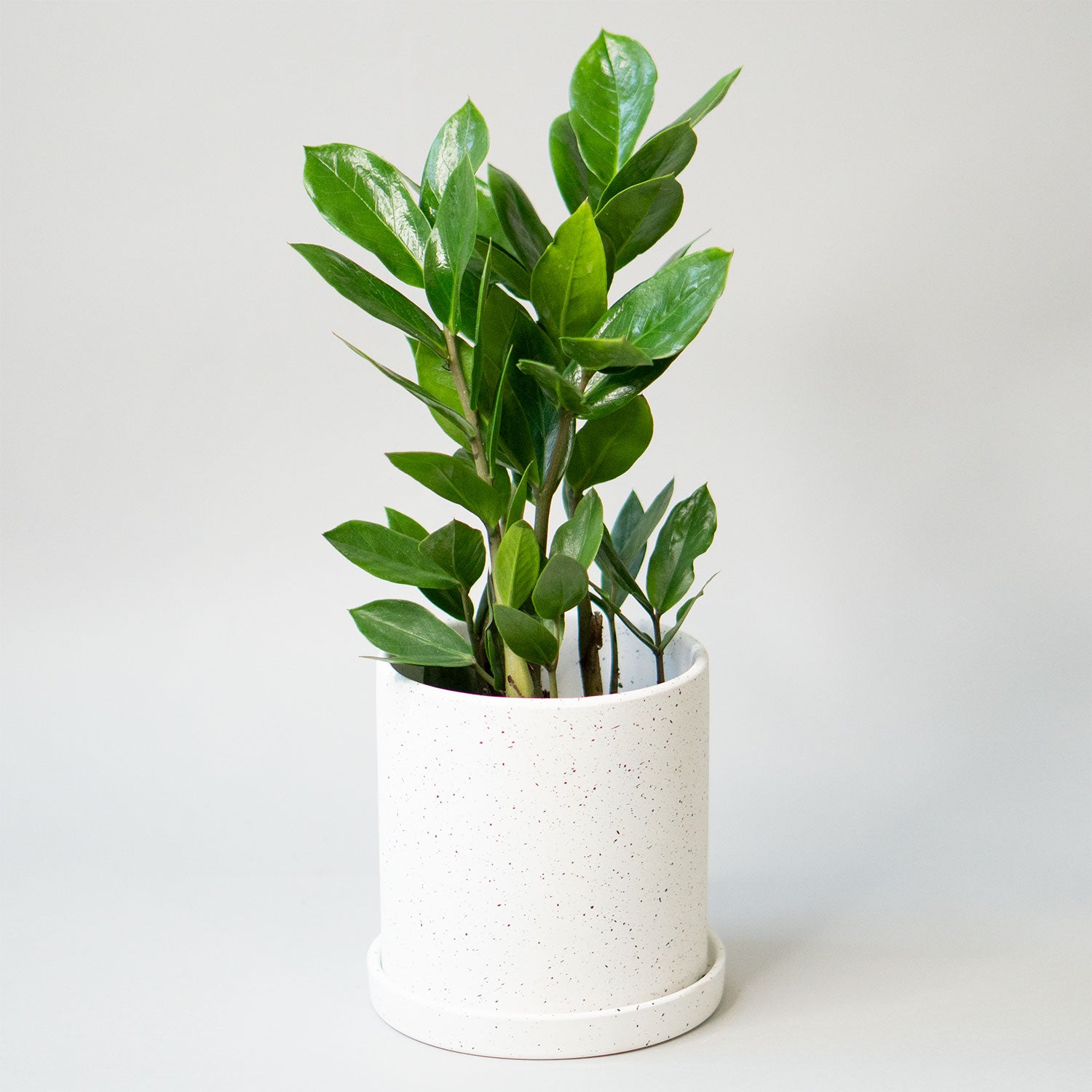 transplant zz plant ZZ Plant | Potted Zamioculcas | Easy-Care Zee Zee Plant for Delivery | Low Light Tolerant Zu Zu plant - Zamioculcas Zamiifolia