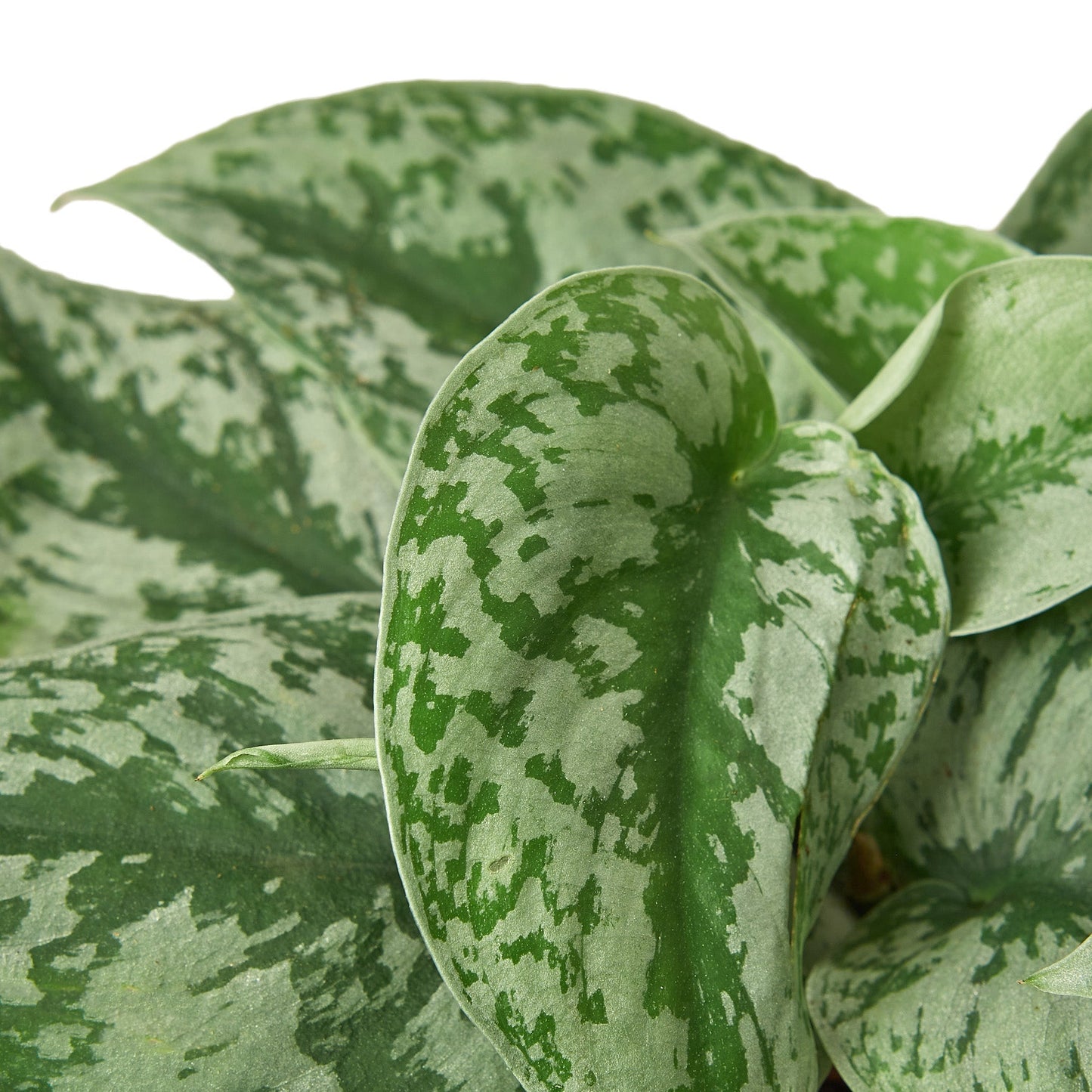 Scindapsus Pictus