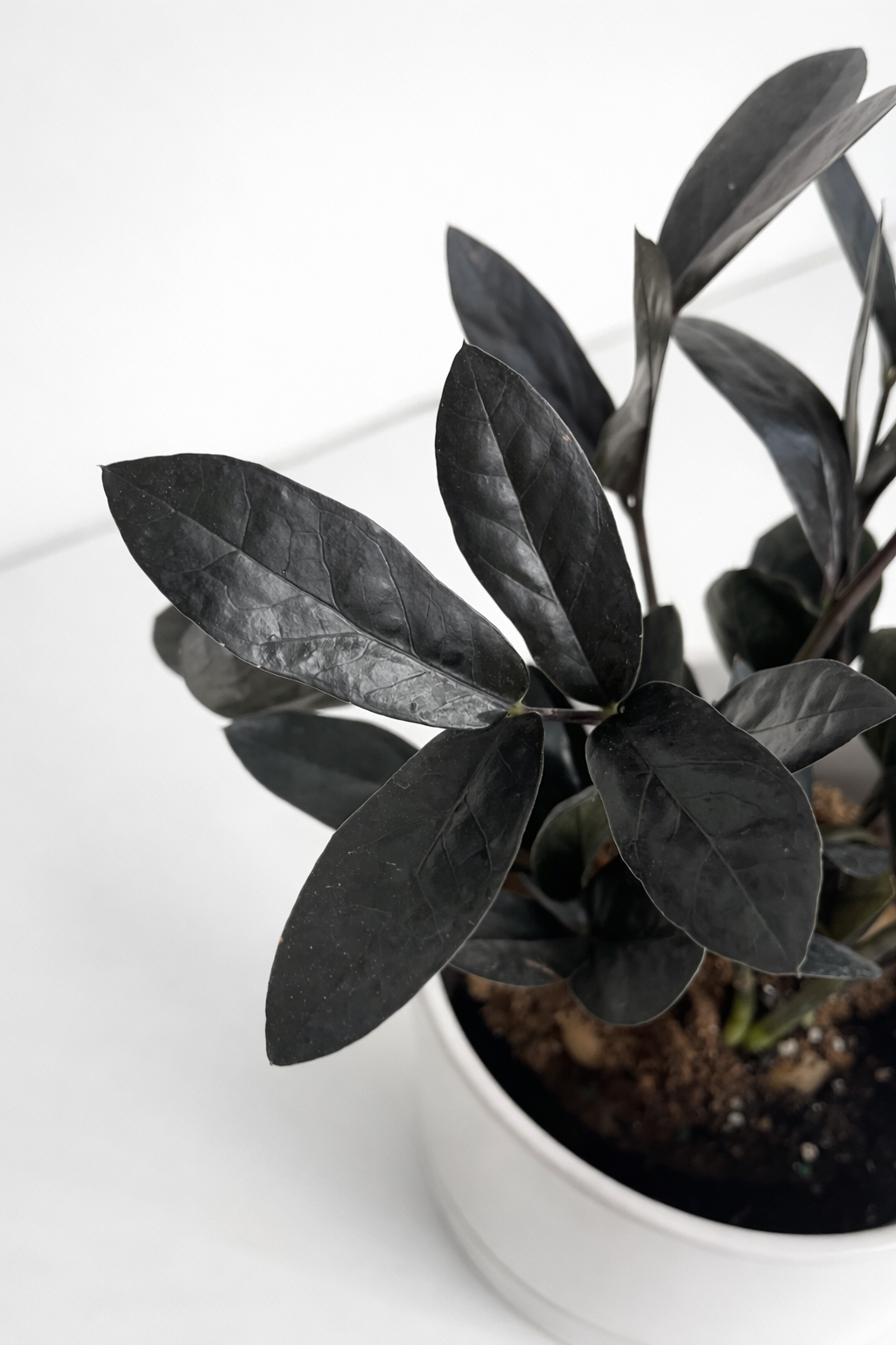 A close-up of a dark green to near-black zz plant in a white pot on a clean white surface against a white background.