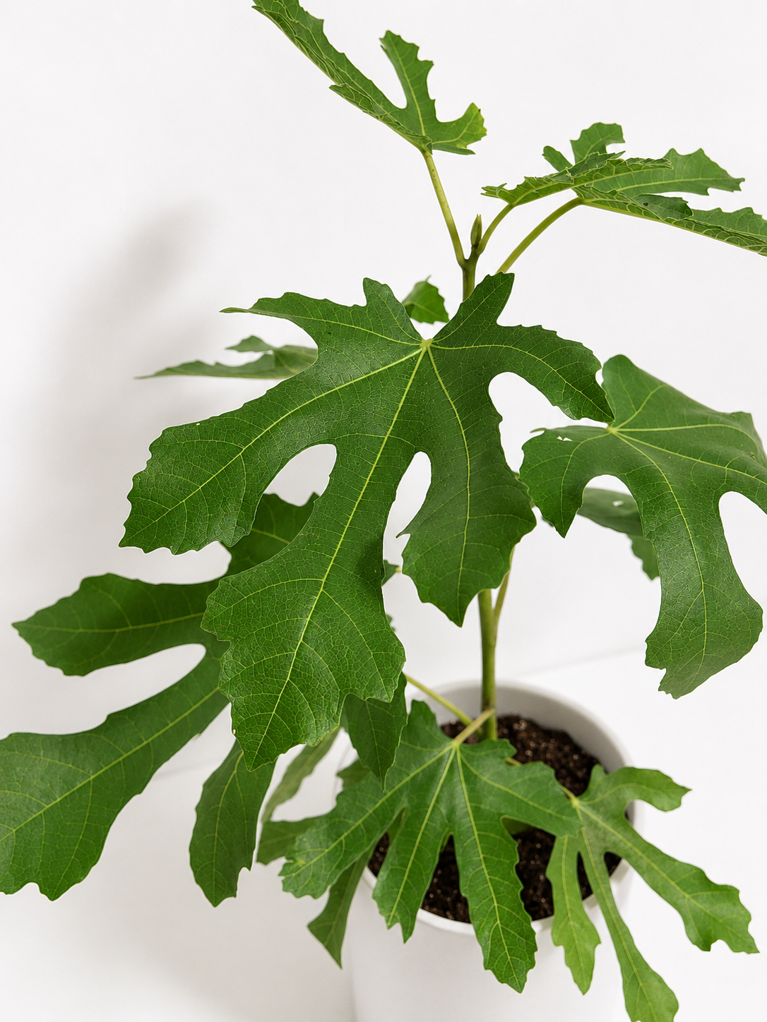 Fig Tree