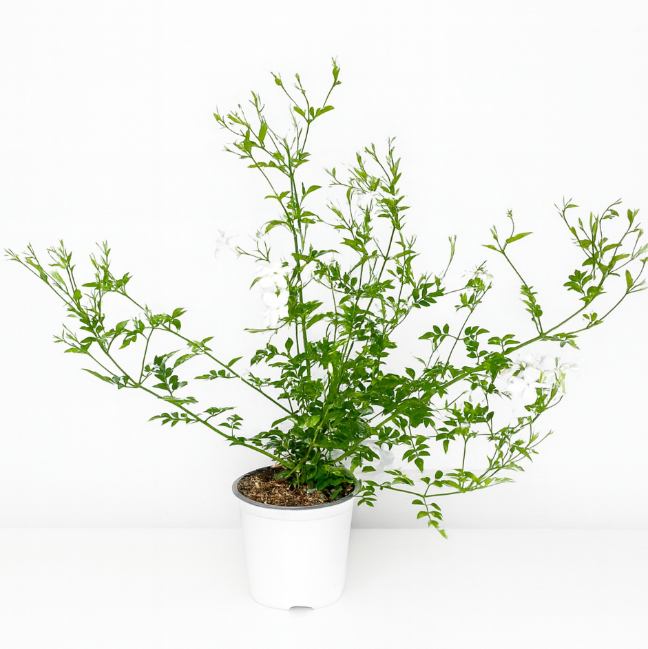 indoor jasmine plant canada Jasmine Officinale in 6" pot| Fragrant Jasmine Plant Canada