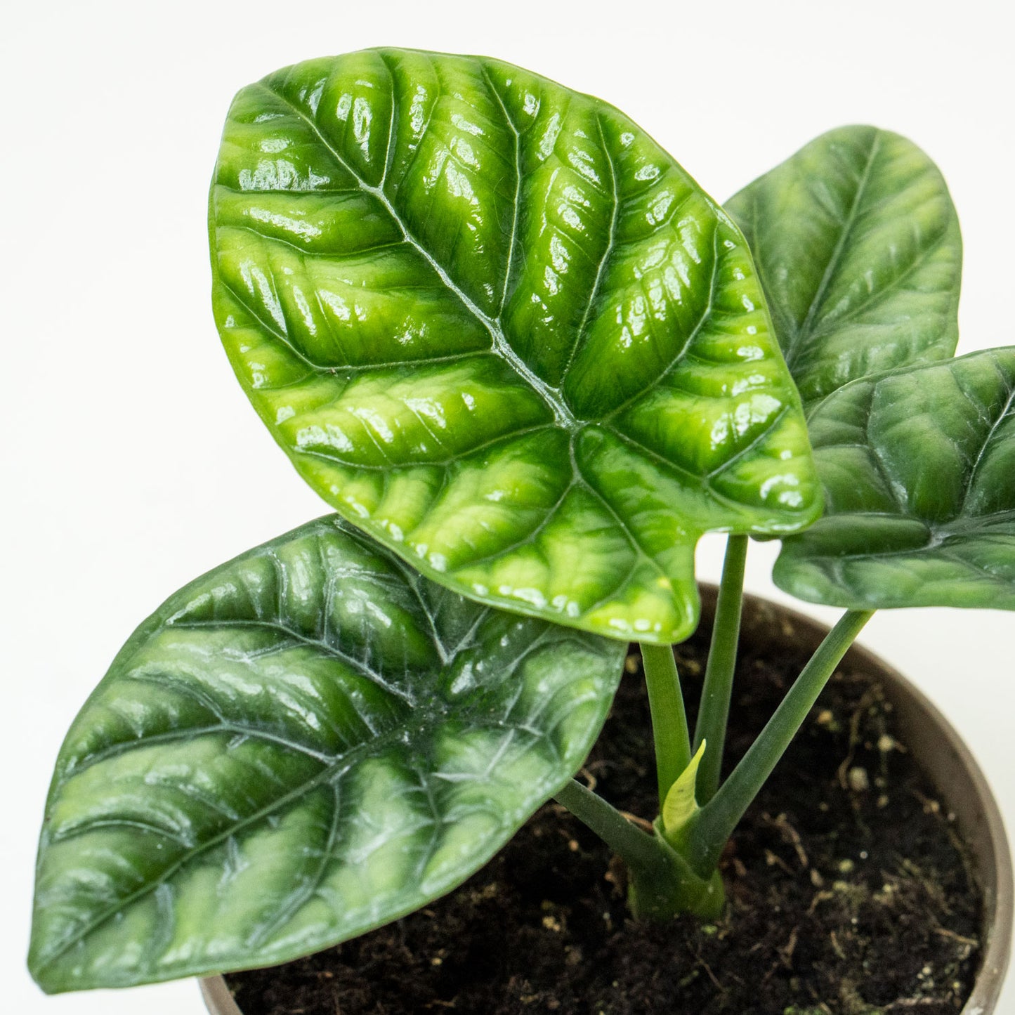 Alocasia Dragon Scale