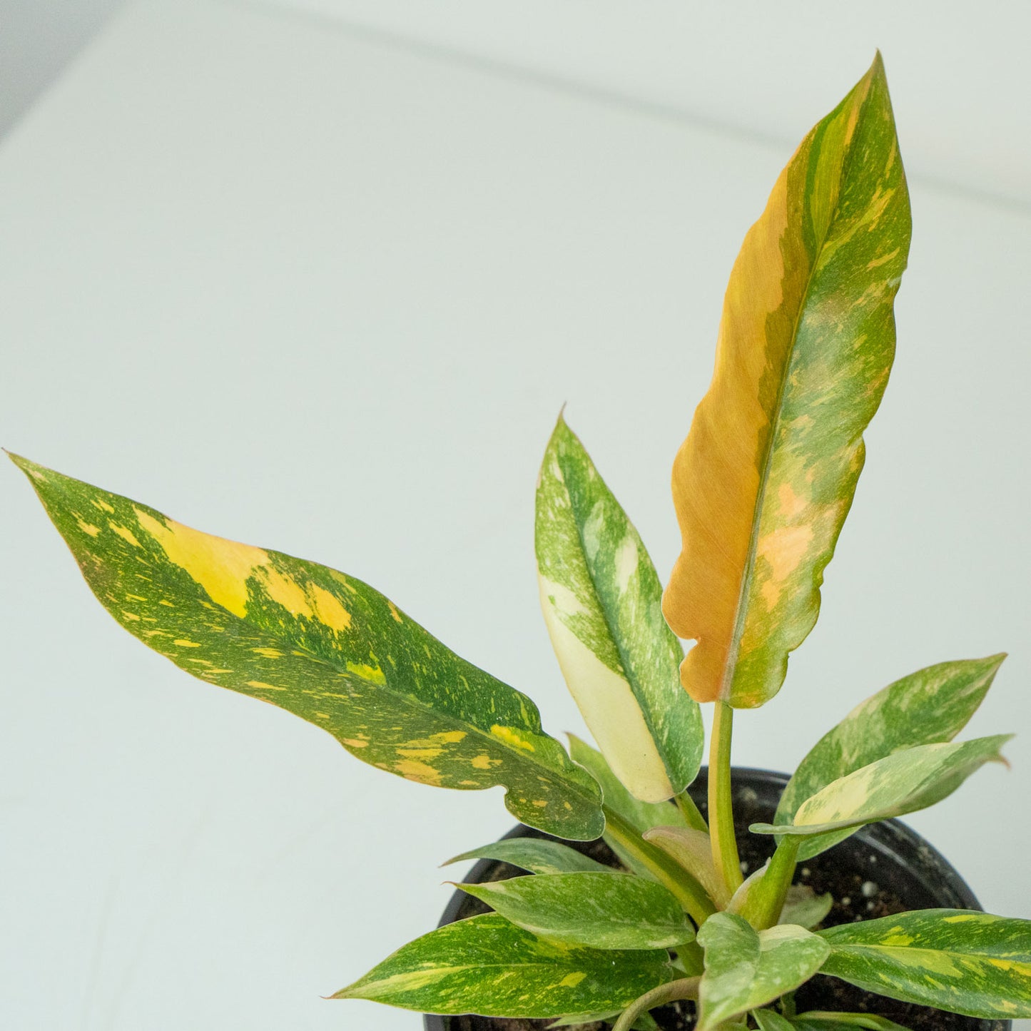 Variegated Leaves of Potted rare Houseplant Phillodendron Ring of Fire 4.5” - Buy repotted rare indoor plant Philodendron Ring of Fire for delivery at Planteia