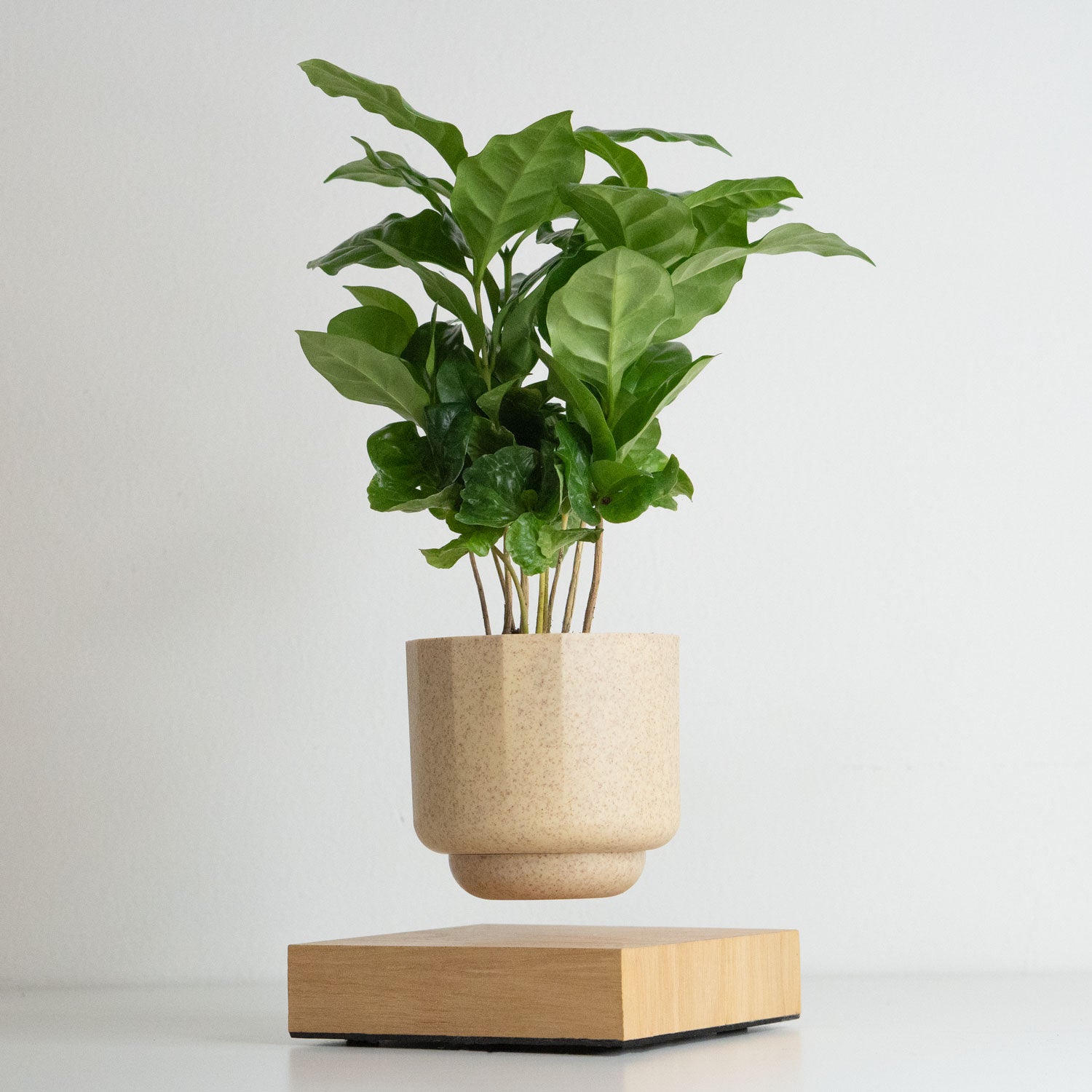 levitating planter pot Levitating Plant Pot | Floating Plant Levio Coffee Arabica | Plant Float | Levitating Pot as Christmas Gift and Birthday Gift