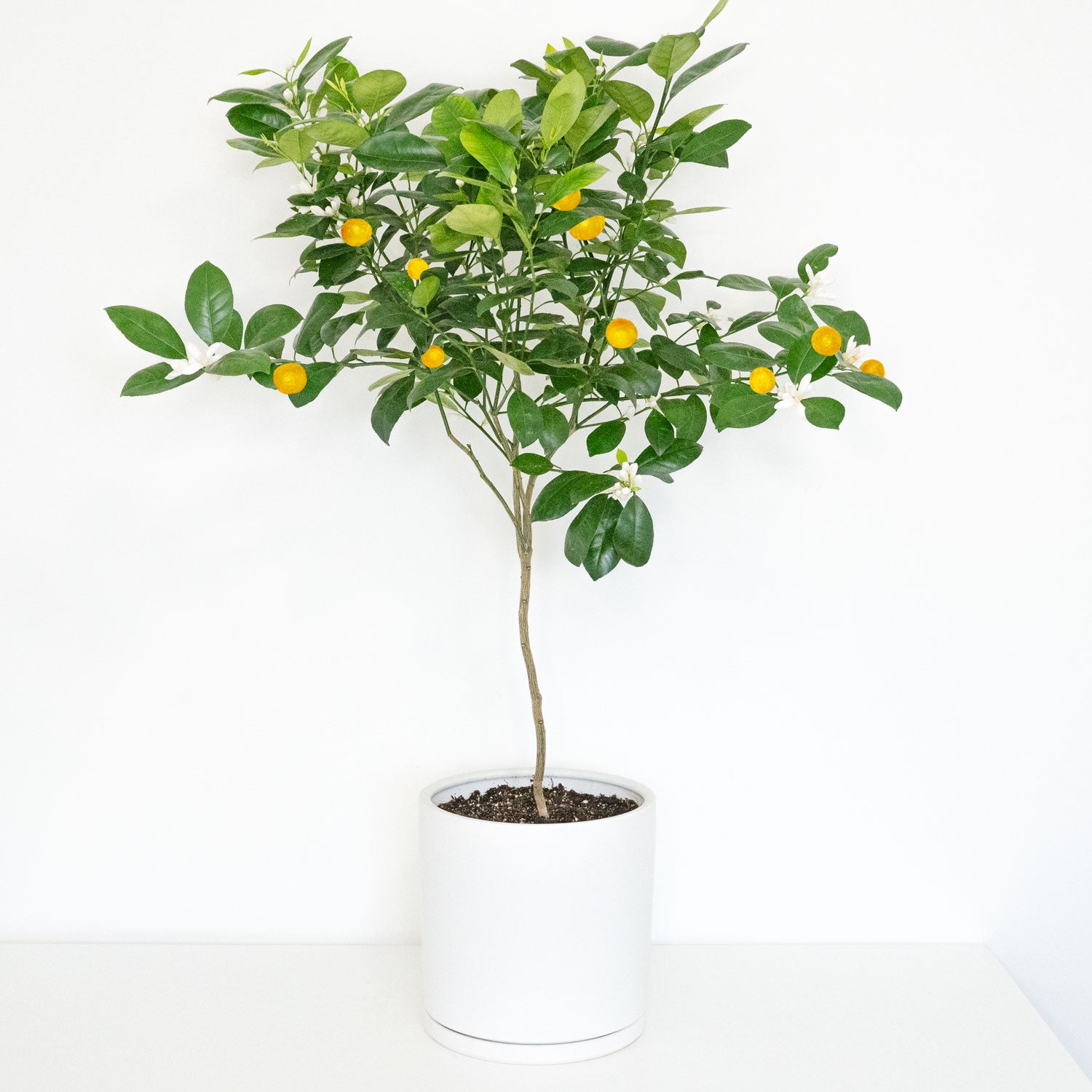 calamondin tree australia Calamondin Plant | Calamansi Calamondin Tree in 10” Pot | Potted Calamansi Citrus