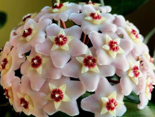 Hoya Carnosa Krimson Princess