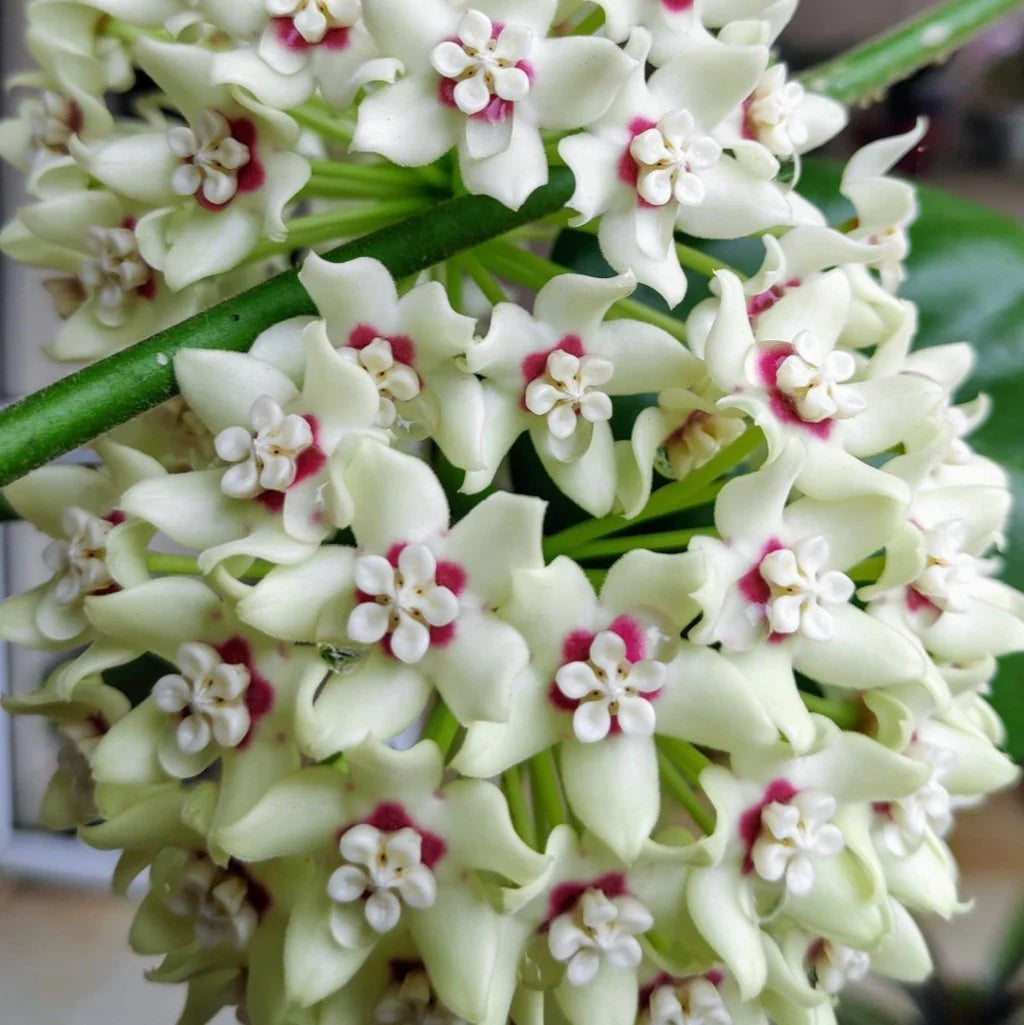 Hoya Australis Lisa