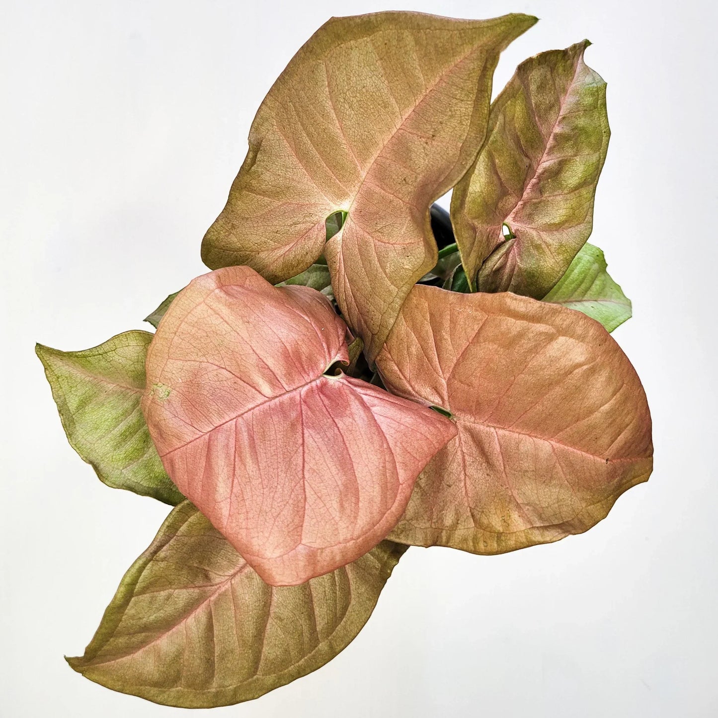 Syngonium Pink Neon