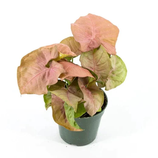 Syngonium Pink Neon