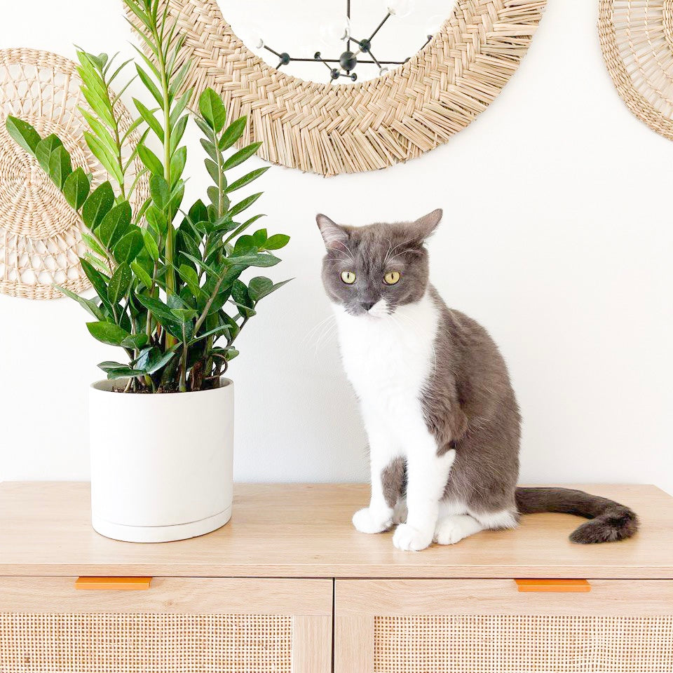 ZZ Plant (Zamioculcas)