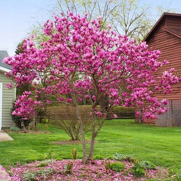 Magnolia Susan