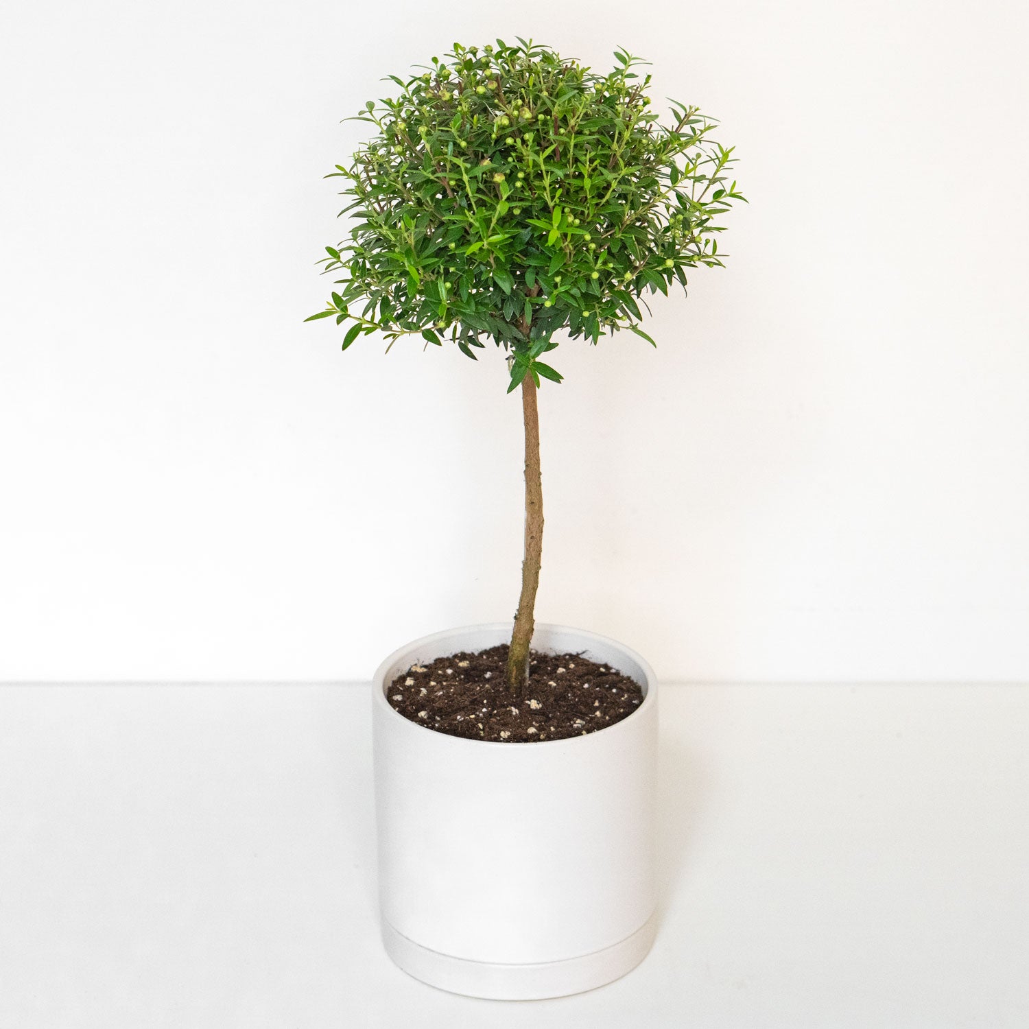 myrtle plant care indoor Myrtle | Myrtus Topiary in 4.5” Pot | Potted Myrtle Communis for Delivery | Houseplant for sale