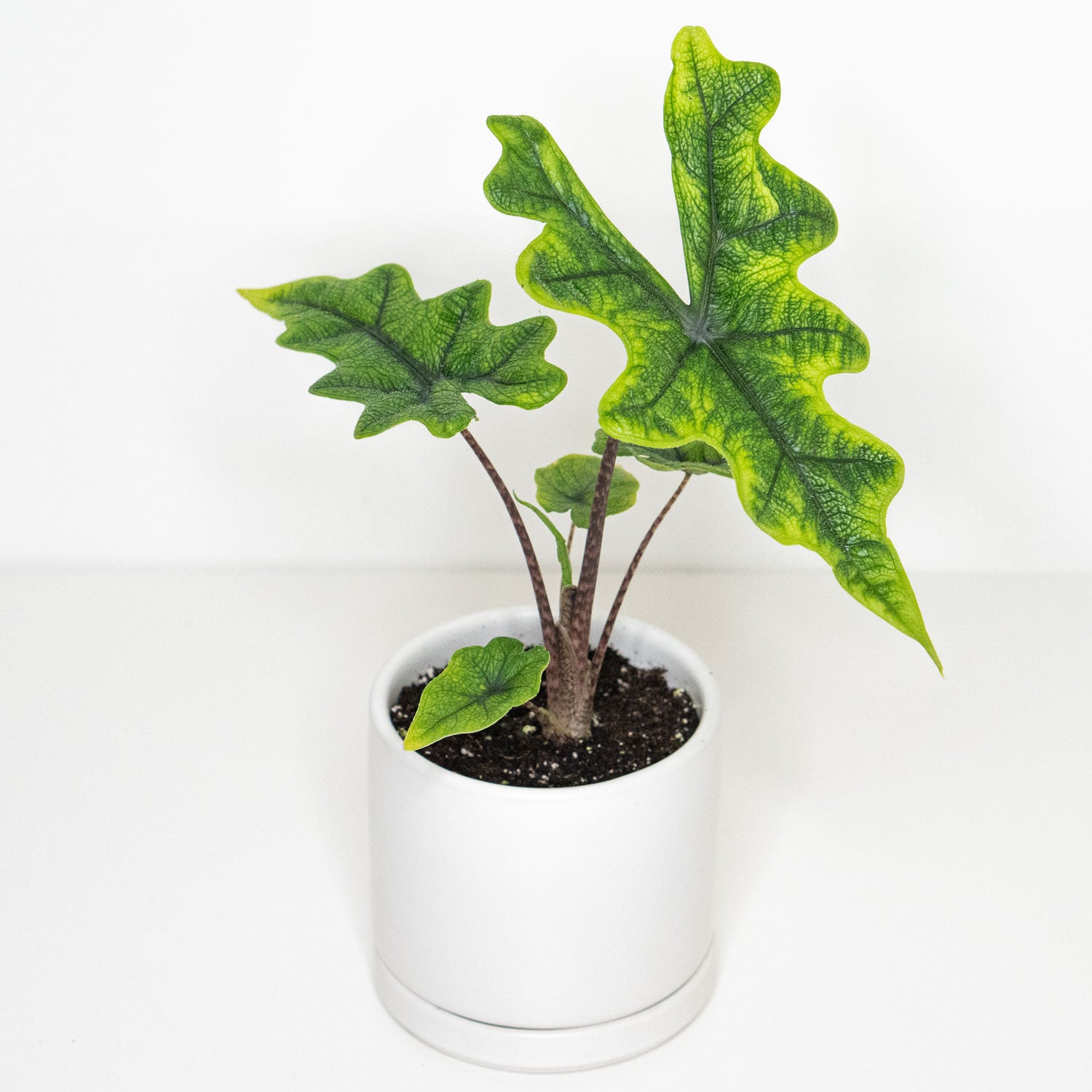 philodendron jacklyn Alocasia Jacklyn | Jacklyn Alocasia in 4.5” Pot | Rare Indoor Plant for Delivery