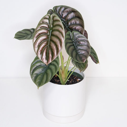 Alocasia Cuprea Red Secret