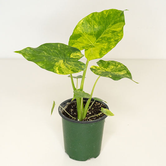 Alocasia Odora Variegated Yellow