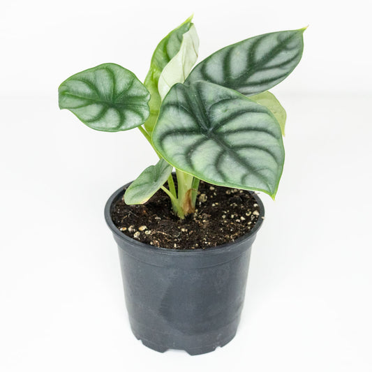 Alocasia Silver Dragon