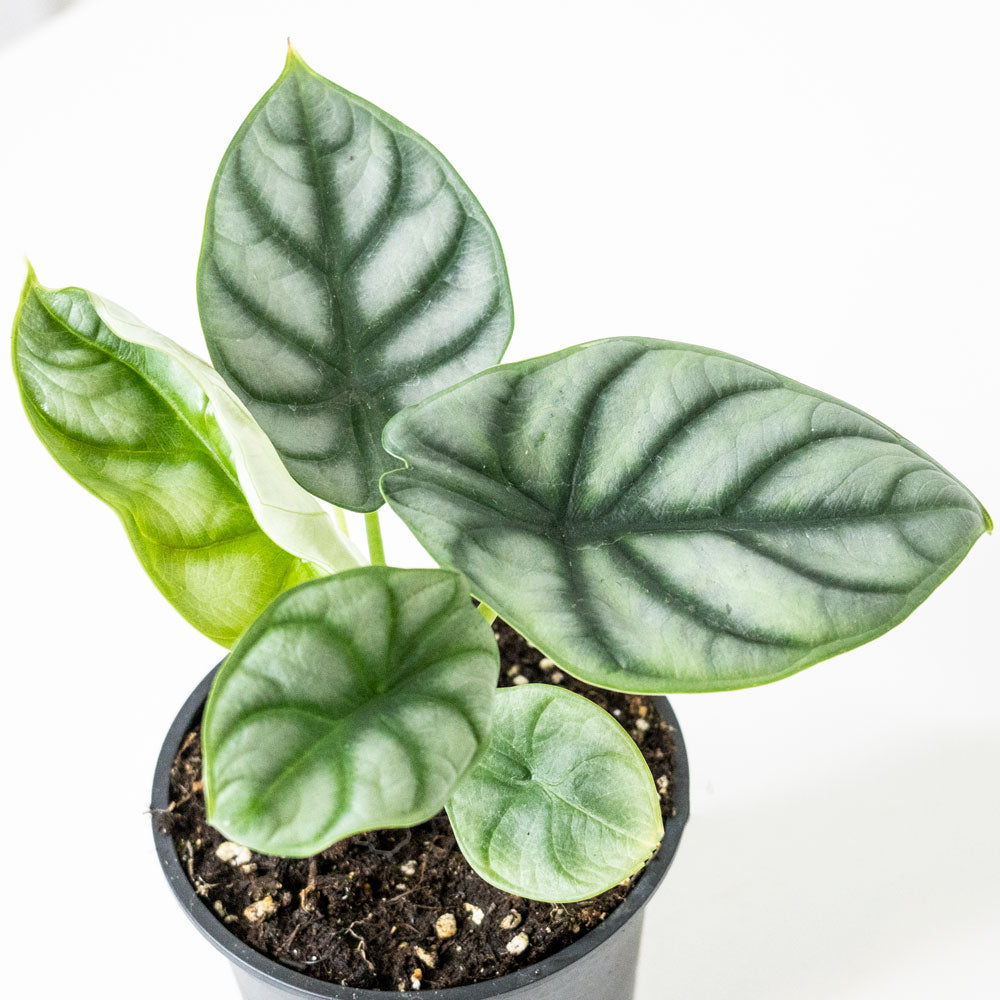 Alocasia Silver Dragon