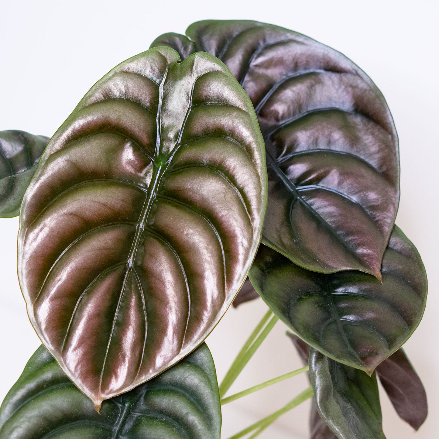 Alocasia Cuprea Red Secret