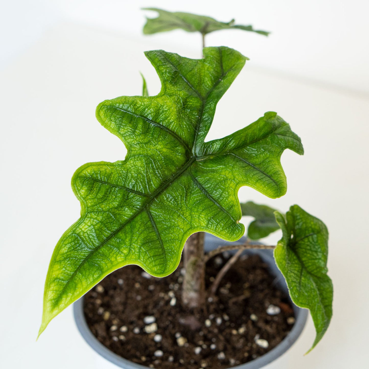 Alocasia Jacklyn