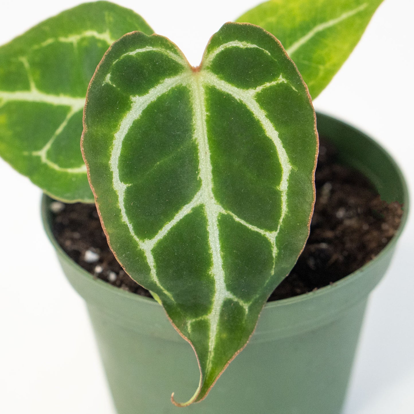 Anthurium Crystallinum