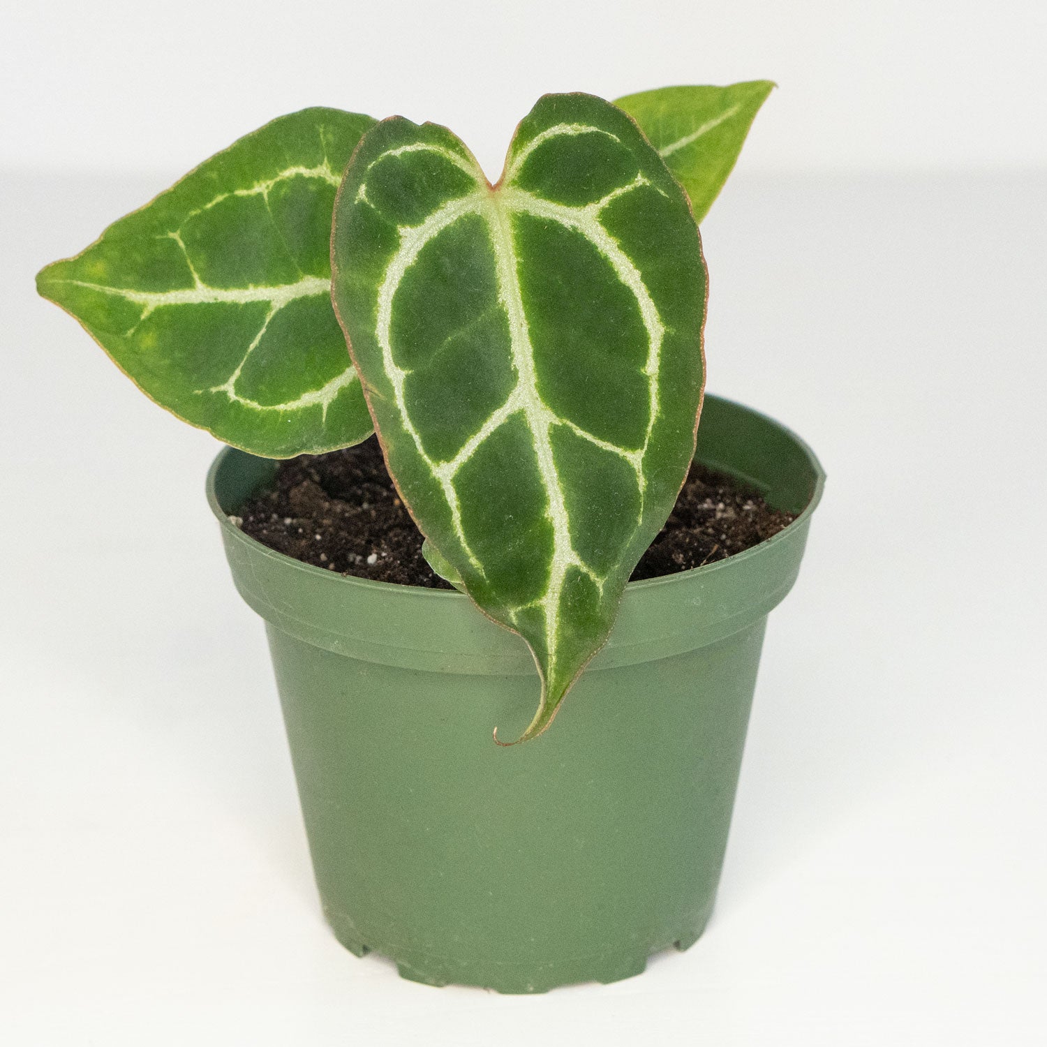 anthurium crystallinum potting mix Anthurium Crystallinum | Crystallinum Anthurium in 4.5” Pot | Rare Potted Indoor Plant for Delivery | Houseplant for sale