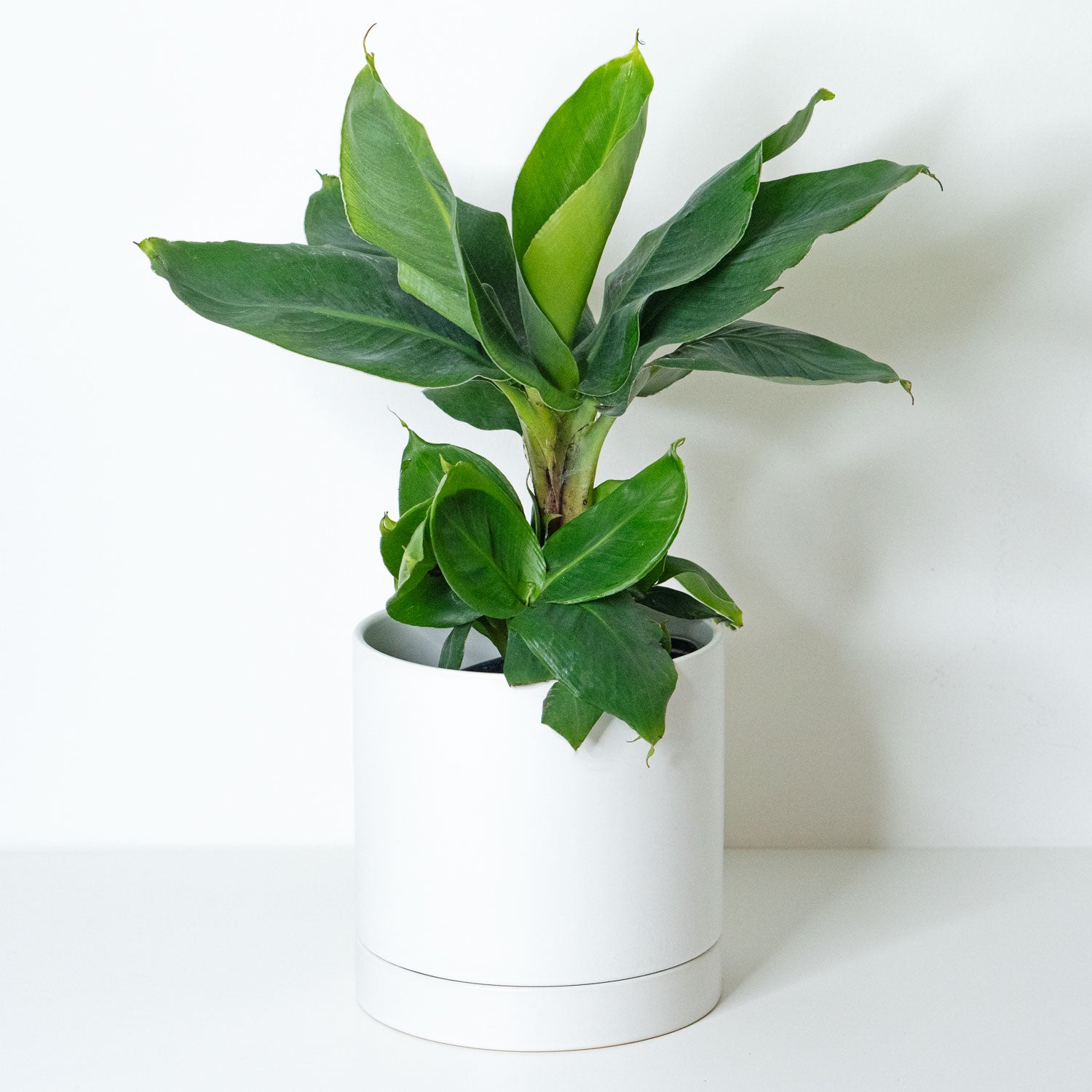 mini banana plant indoor Banana Plant | Musa Dwarf in 6" pot | Buy Tropical Plants in Canada