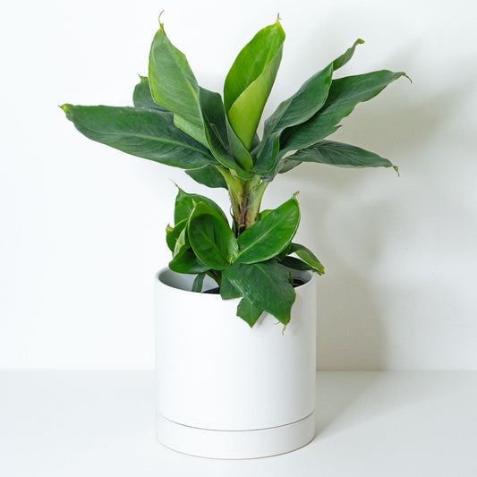 Banana Plant