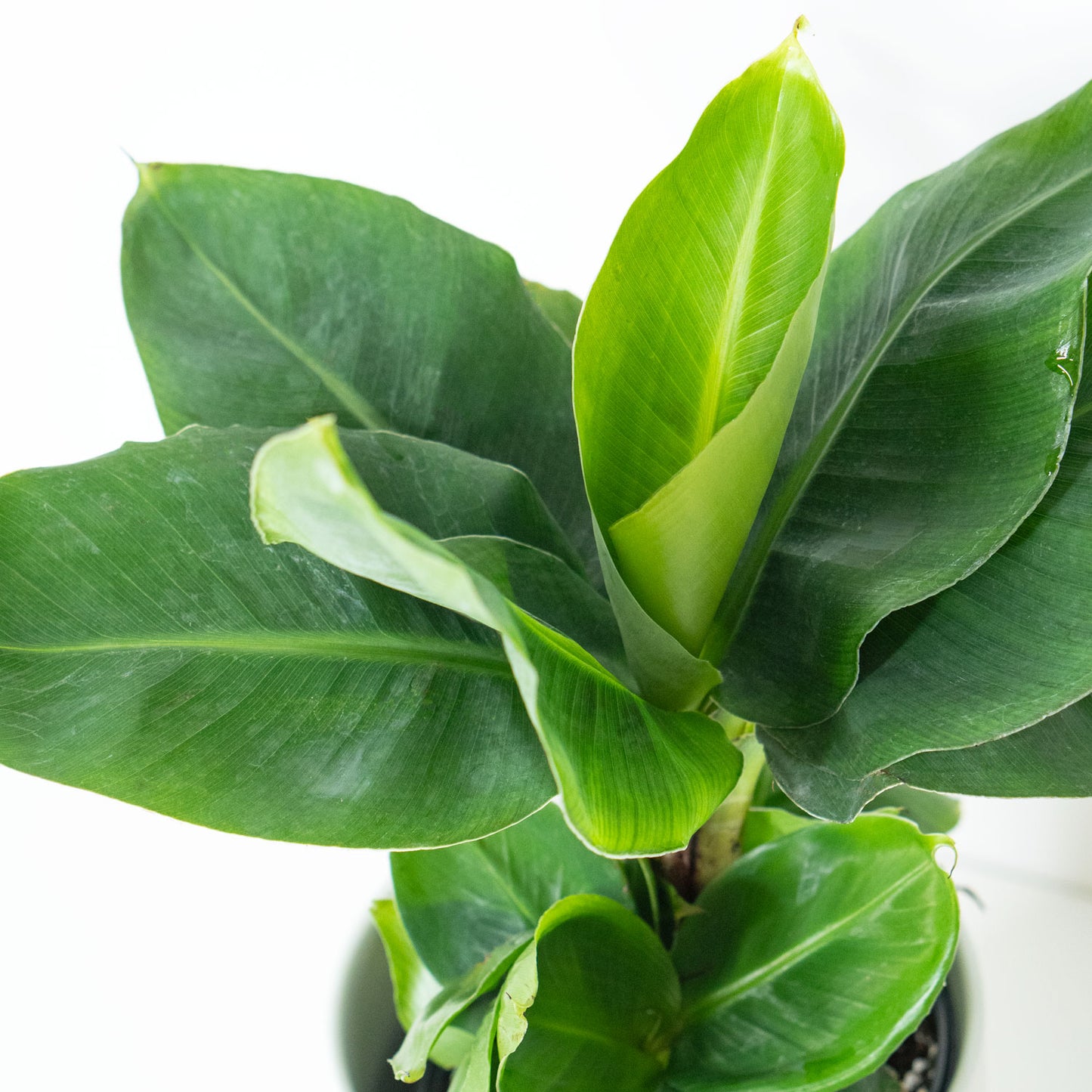 Banana Plant