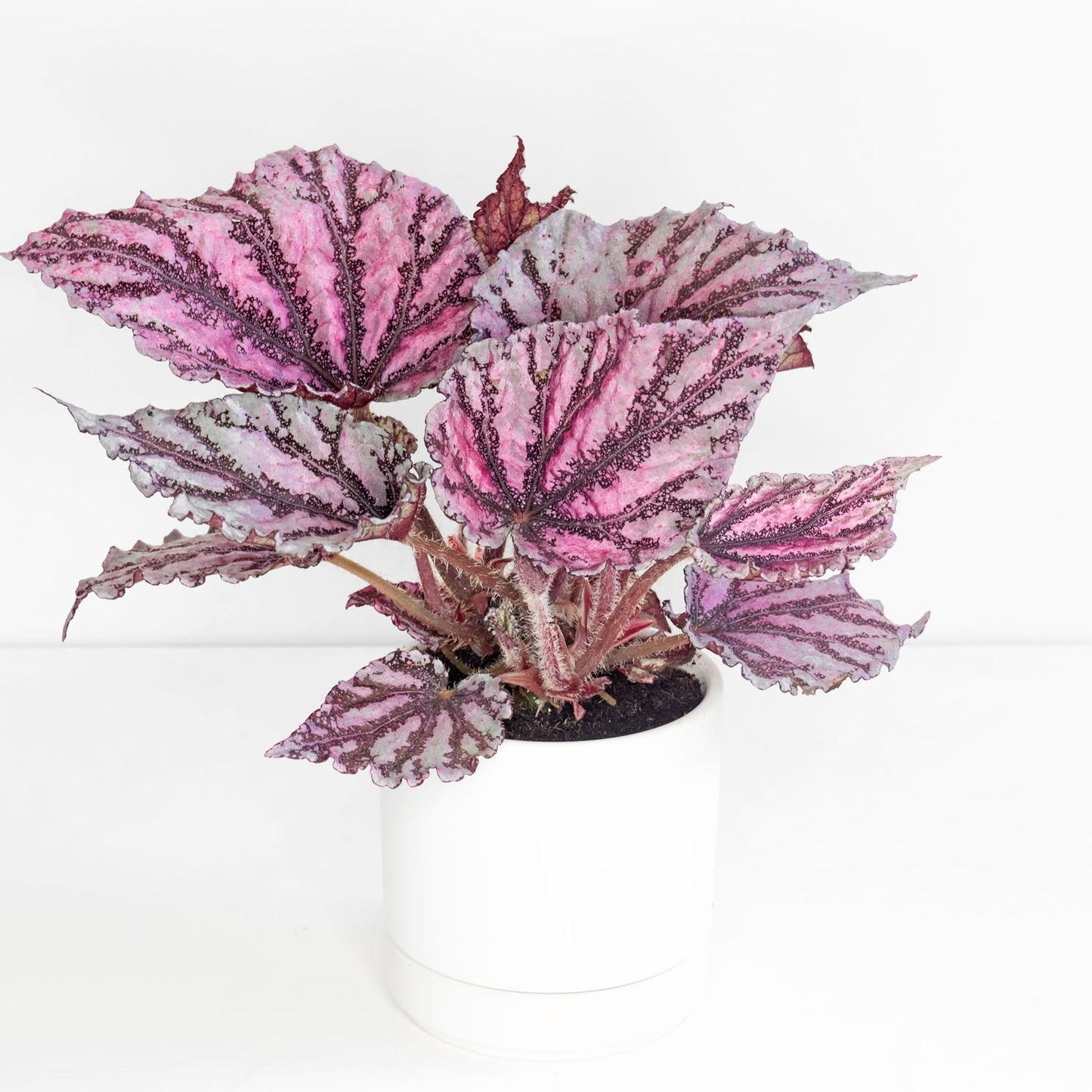 Begonia Rex Spirit of Sumatra