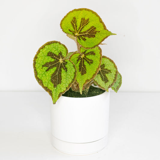 Begonia Masoniana Rock