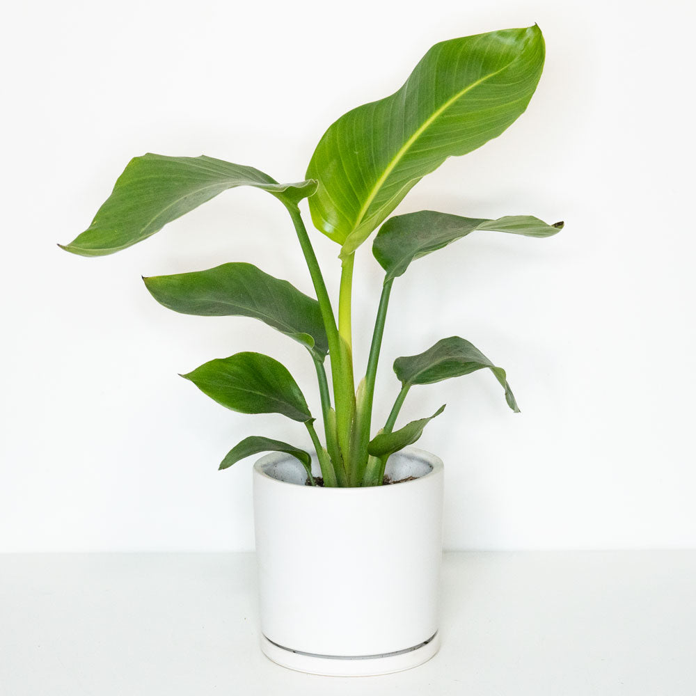 Potted White Bird of Paradise - Best Quality Tropical Houseplant Strelitzia Nicolaii 6” - Buy repotted indoor plant White Bird of Paradise for delivery at Planteia