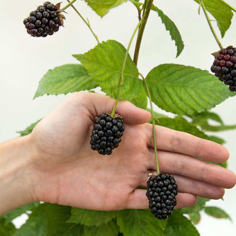 Blackberry Baby Cakes