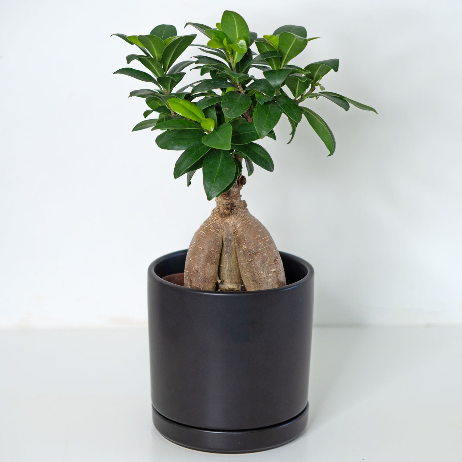 bonsai ficus tree for sale Ficus Retusa | Bonsai Ficus Retusa in 6” Pot - Potted Ficus Ginseng Bonsai Tree for sale
