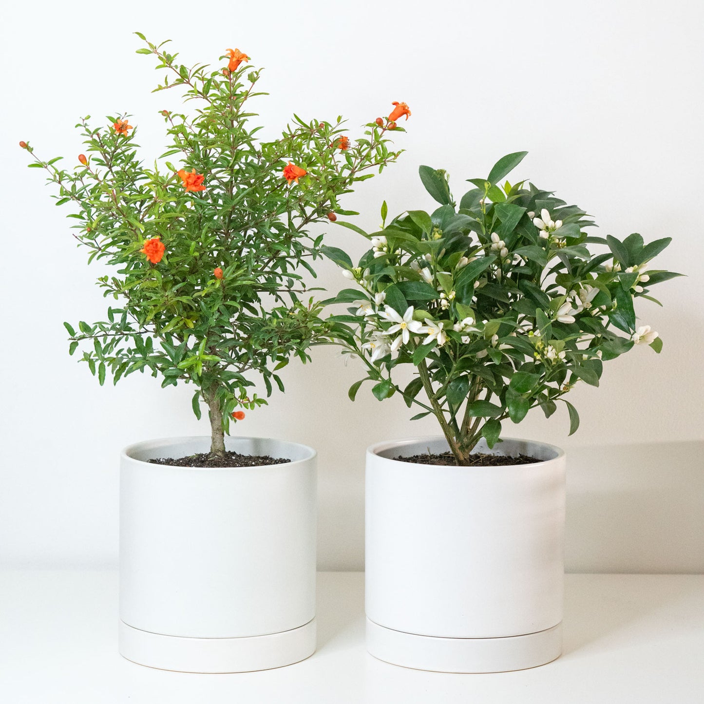Plant Bundle Fruity