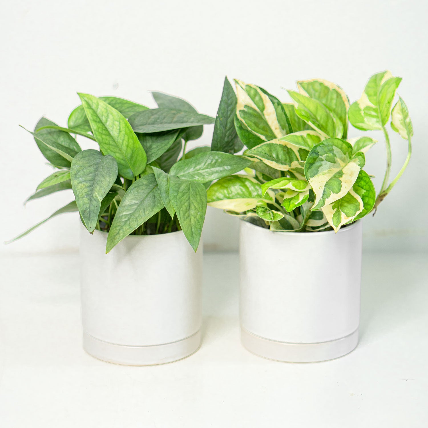 pothos bundle Pothos Prime Bundle (Cebu Blue, Njoy) | Plant Bundle Pothos