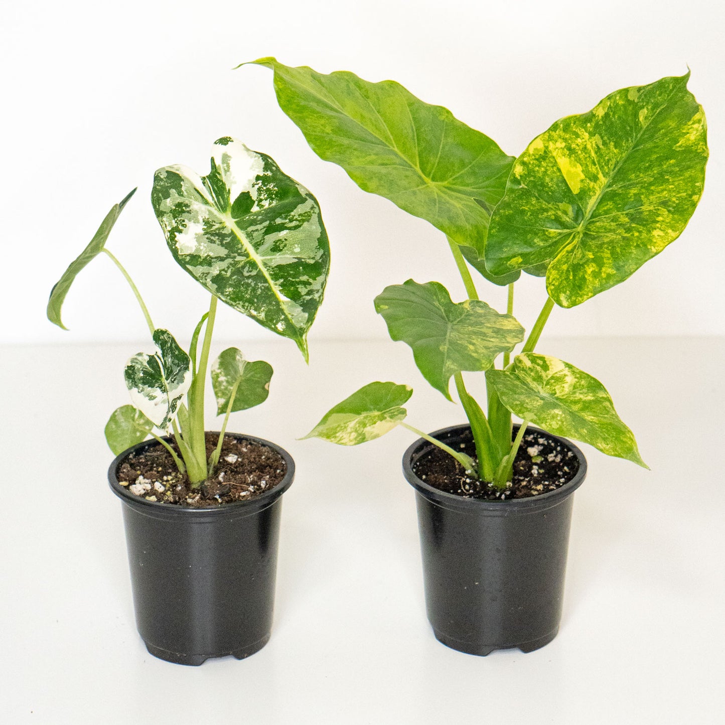 Starter Pack Alocasia Variegated