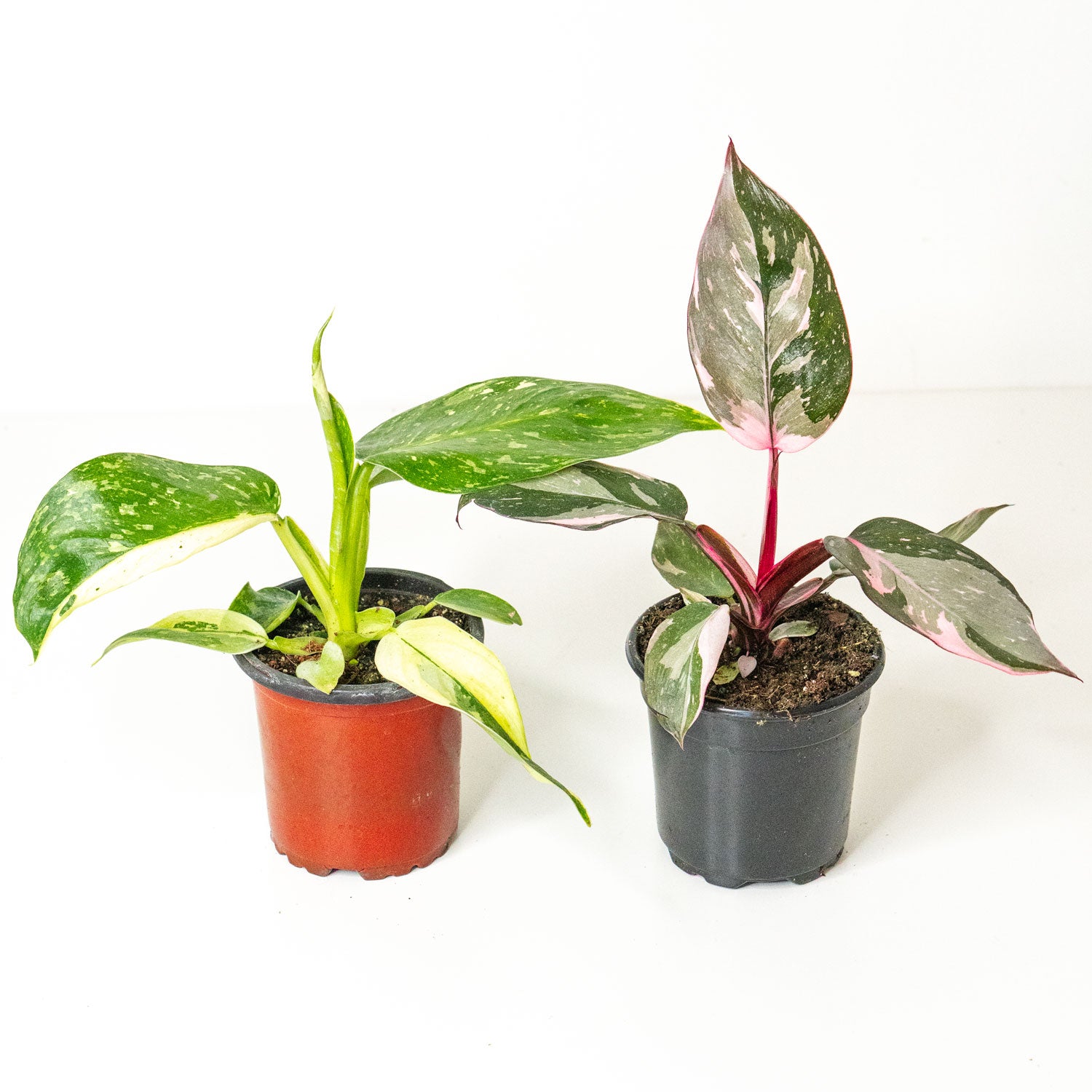 philodendron starters Starter Pack Philodendron (Pink Princess, Jose Buono) | Plant Bundle Philodendron