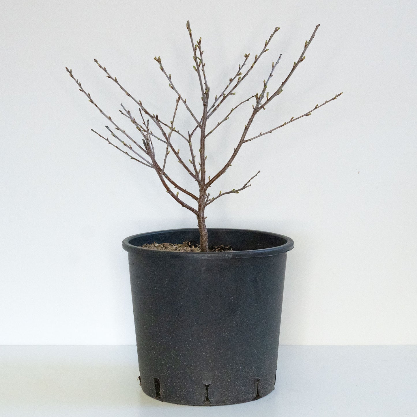 Carmine Jewel Dwarf Cherry