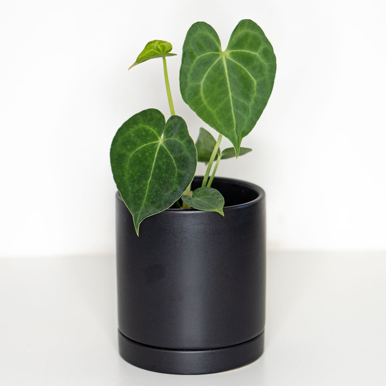 anthurium clarinervium nz Anthurium Clarinervium - Houseplants for Delivery