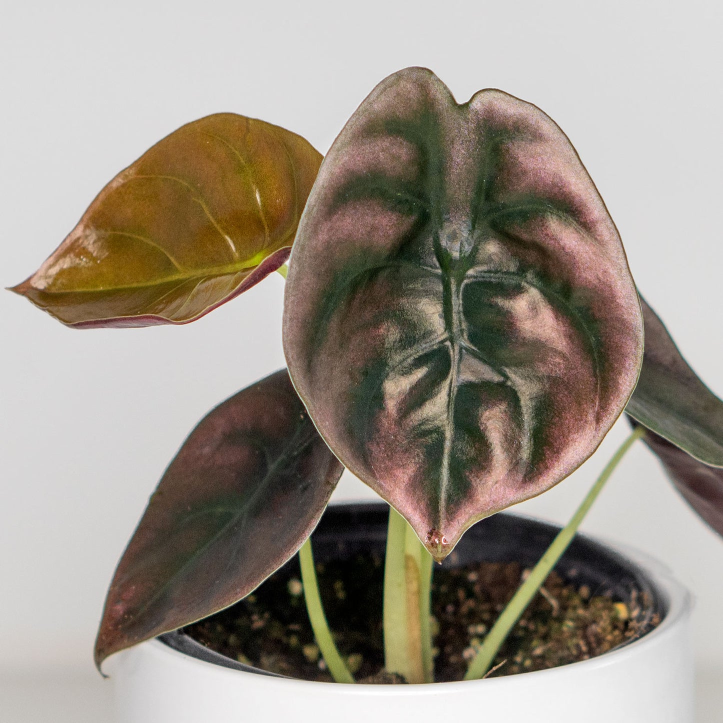 Alocasia Cuprea Red Secret