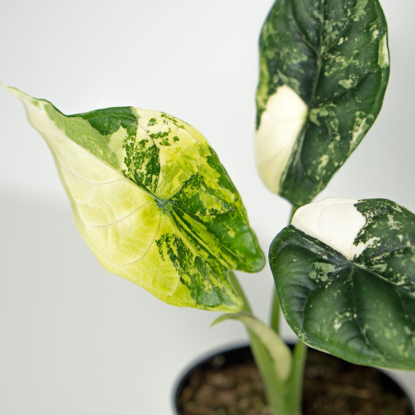 Alocasia Dragon Scale Variegated Albo