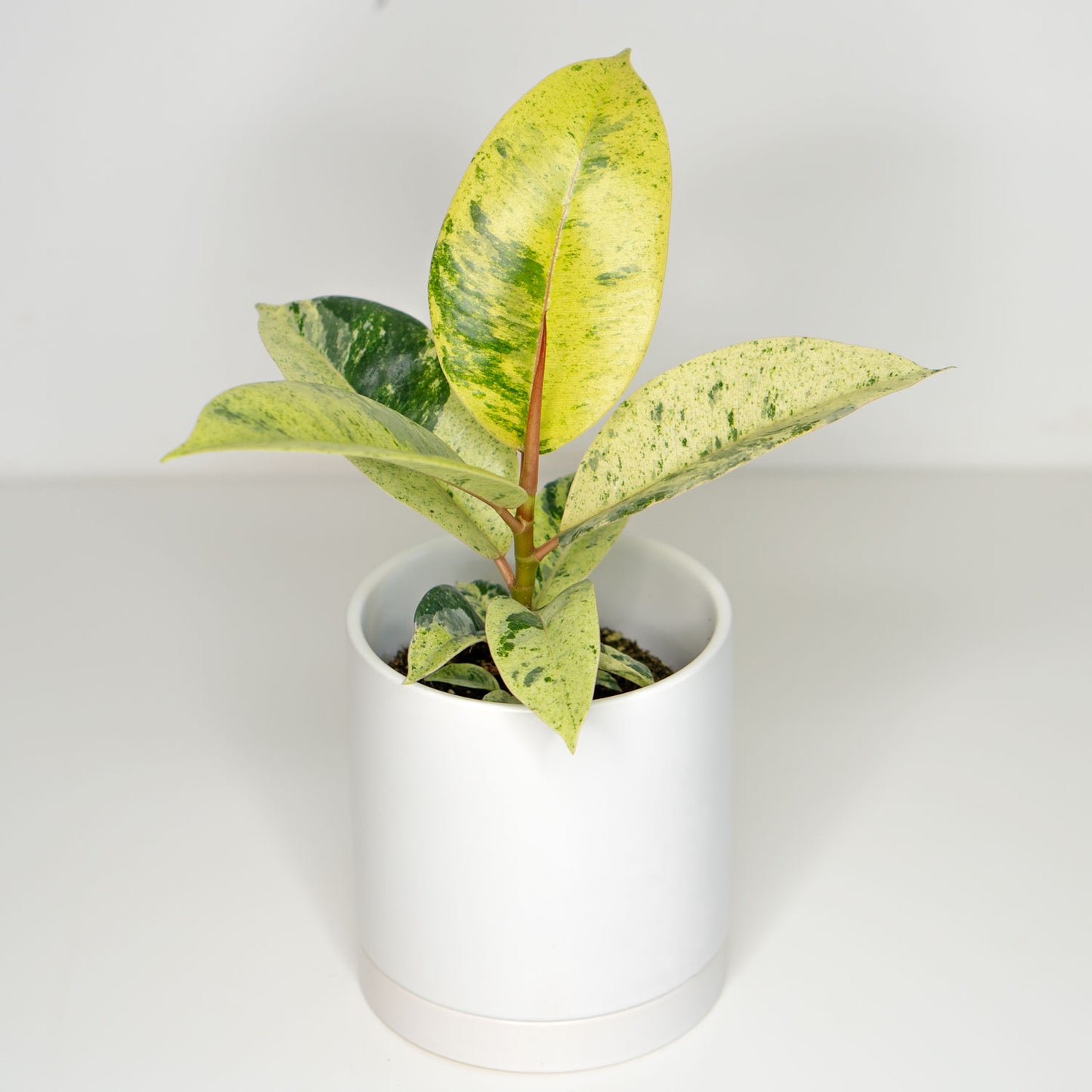 Ficus Shivereana Moonshine