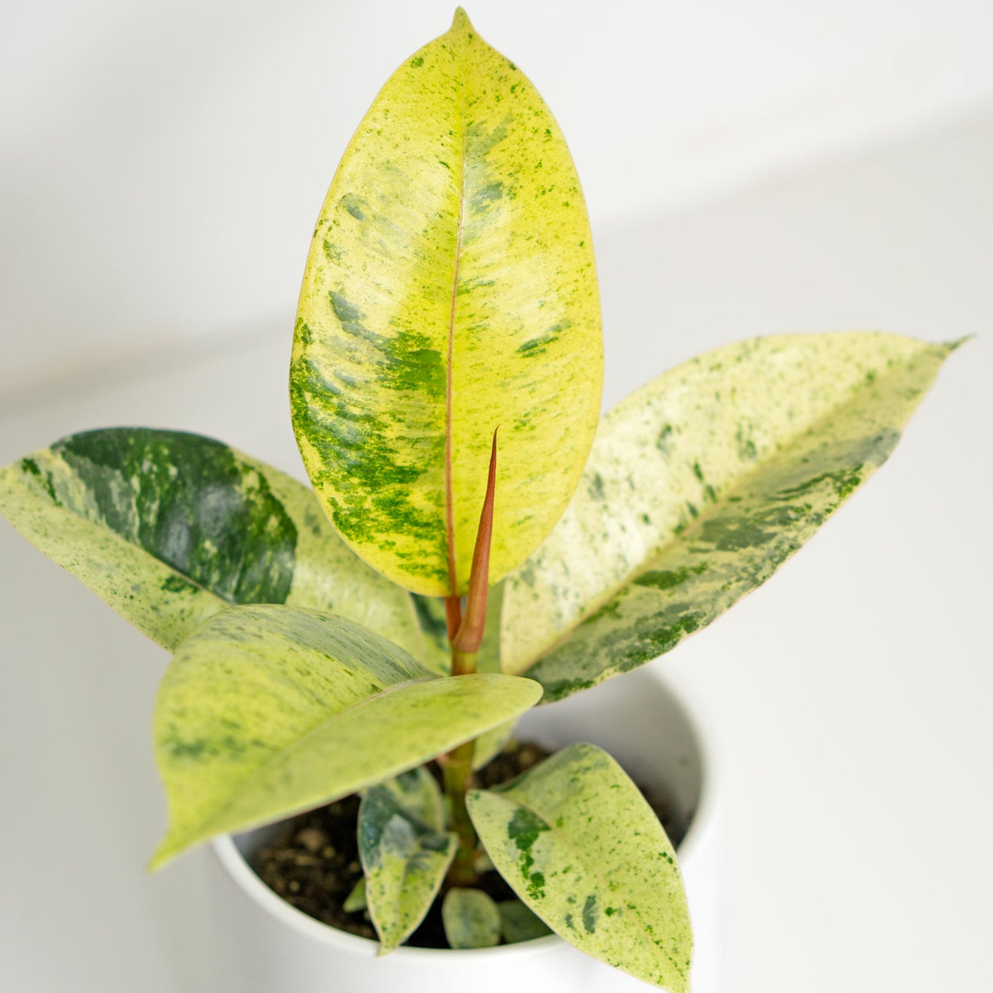 Ficus Shivereana Moonshine