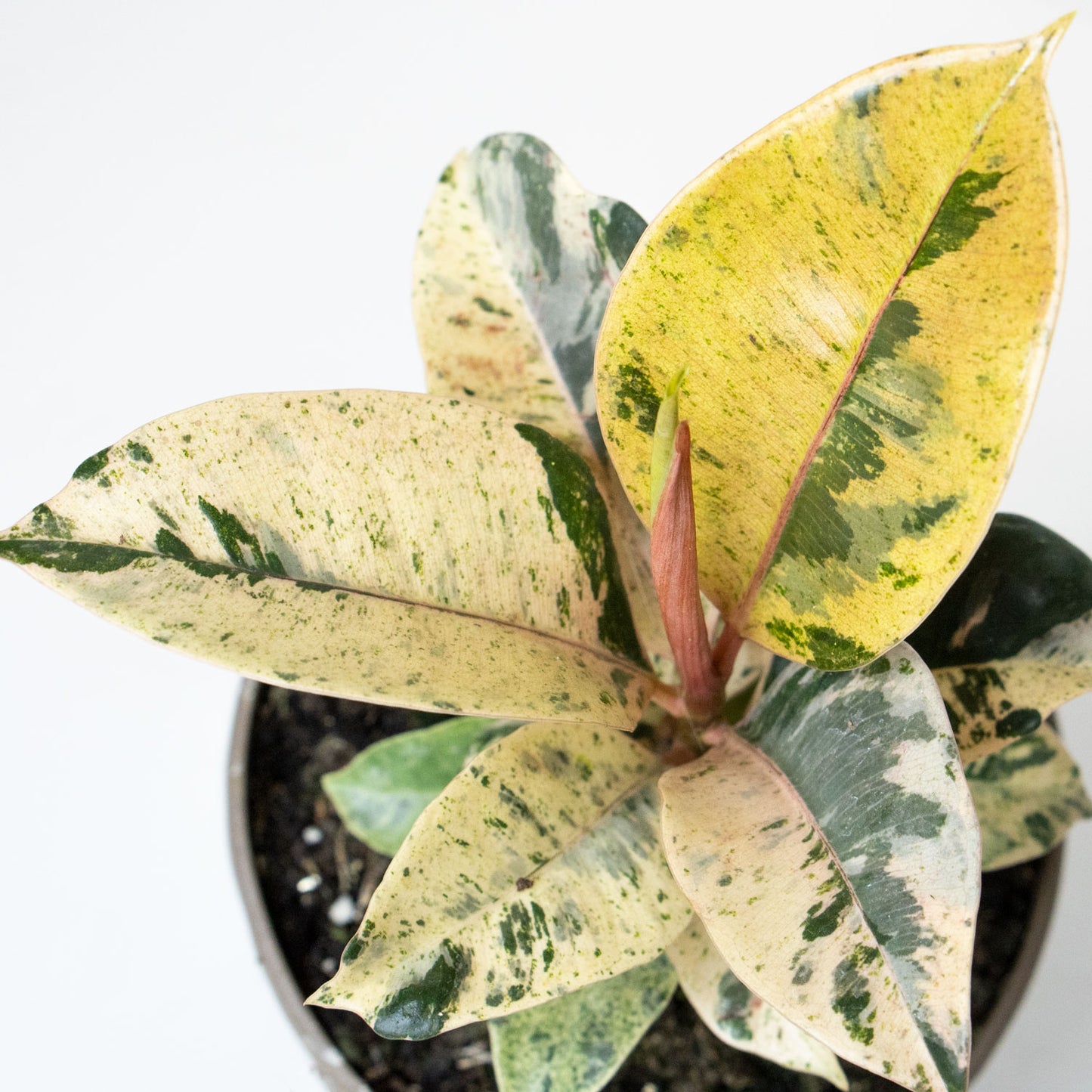 Ficus Shivereana Moonshine
