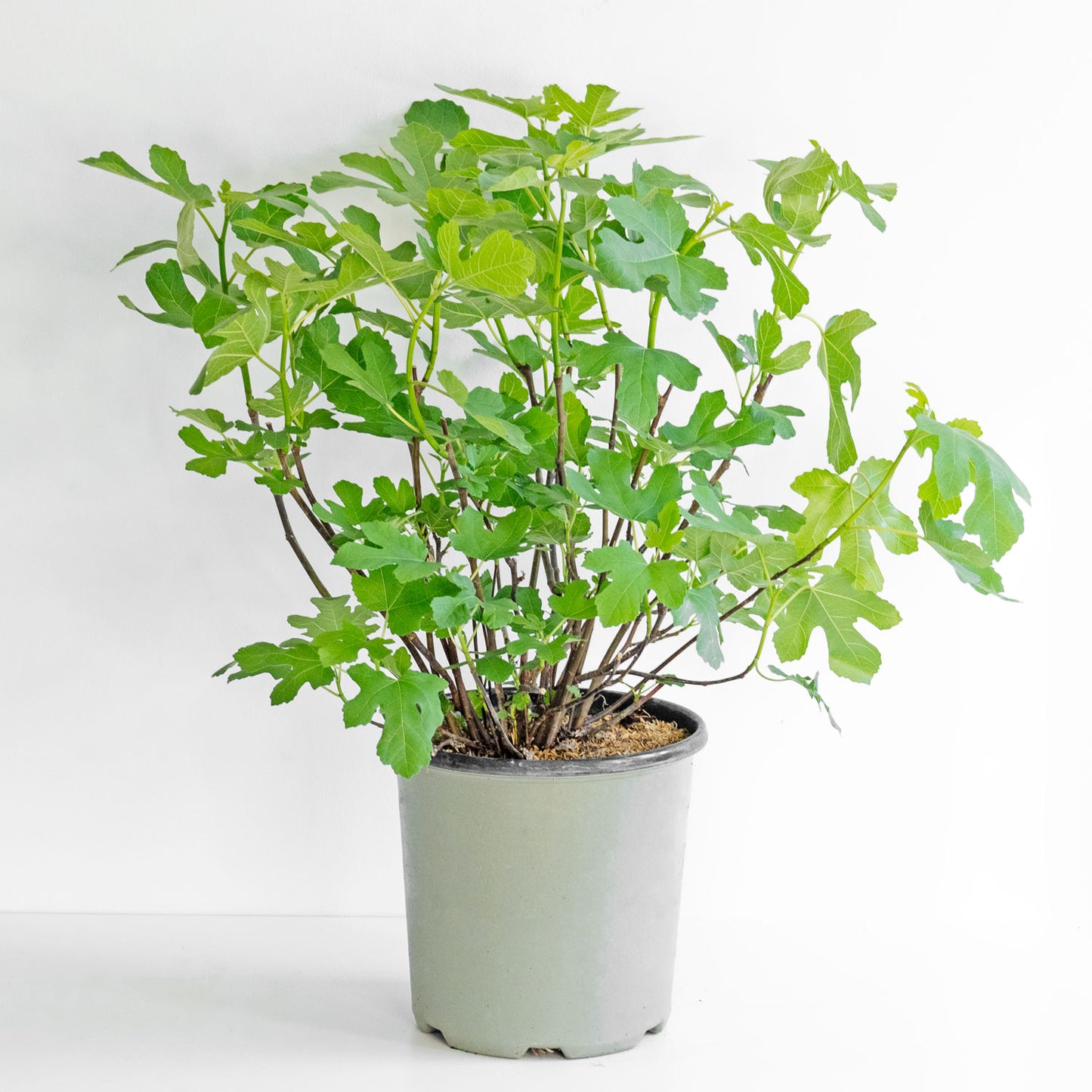 Fig Tree Chicago Hardy