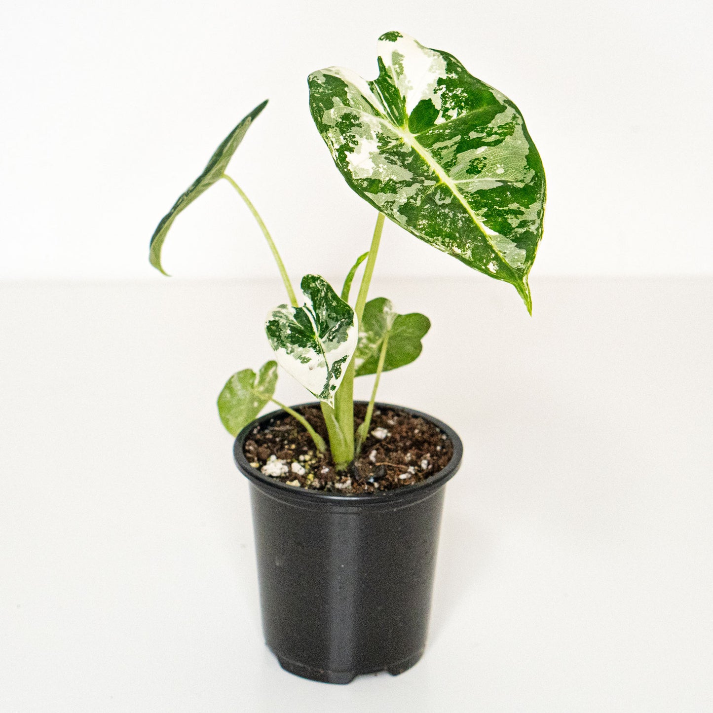 Starter Pack Alocasia Variegated