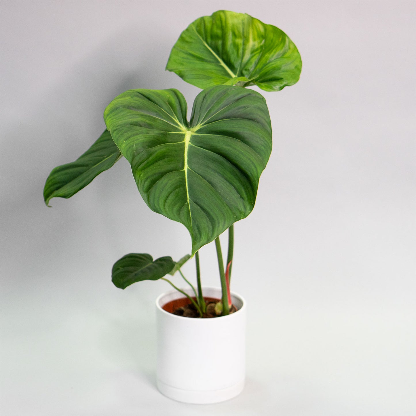 Philodendron McDowell