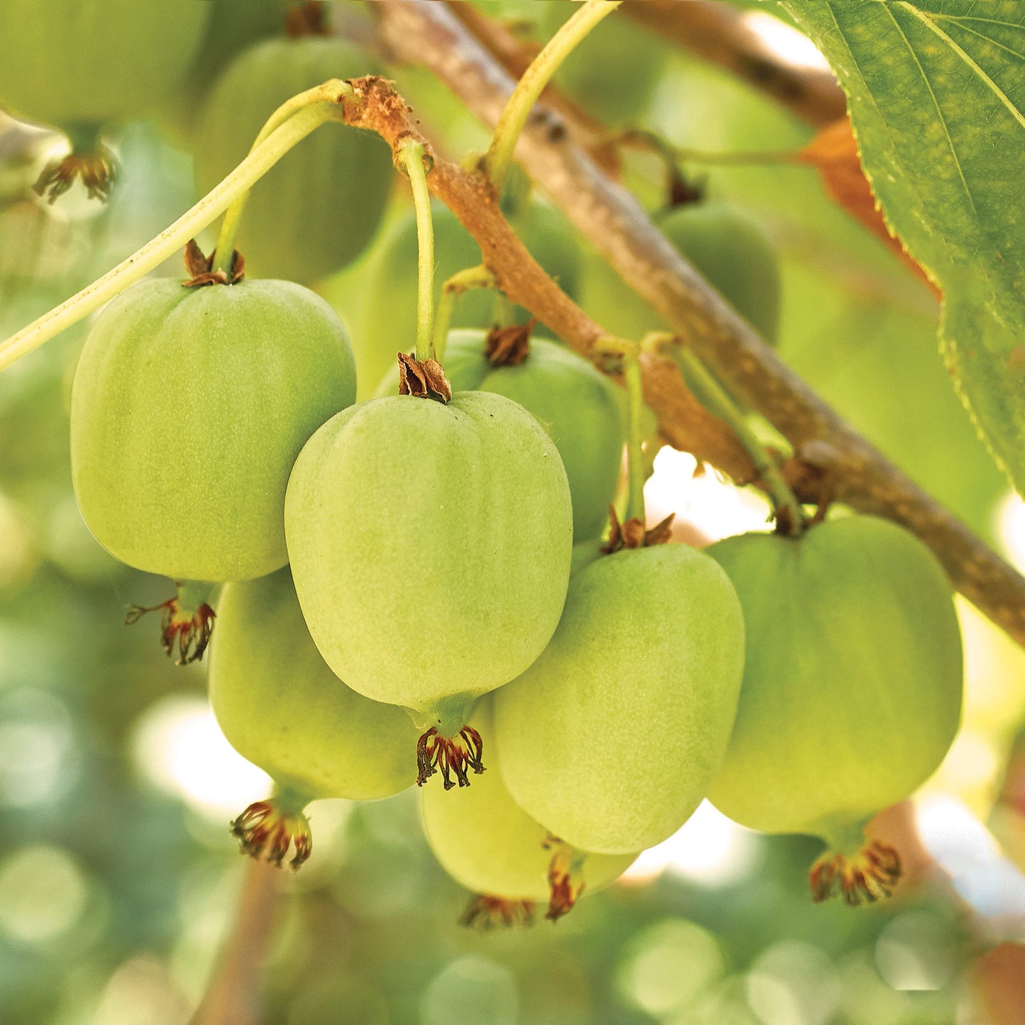 Kiwi Issai