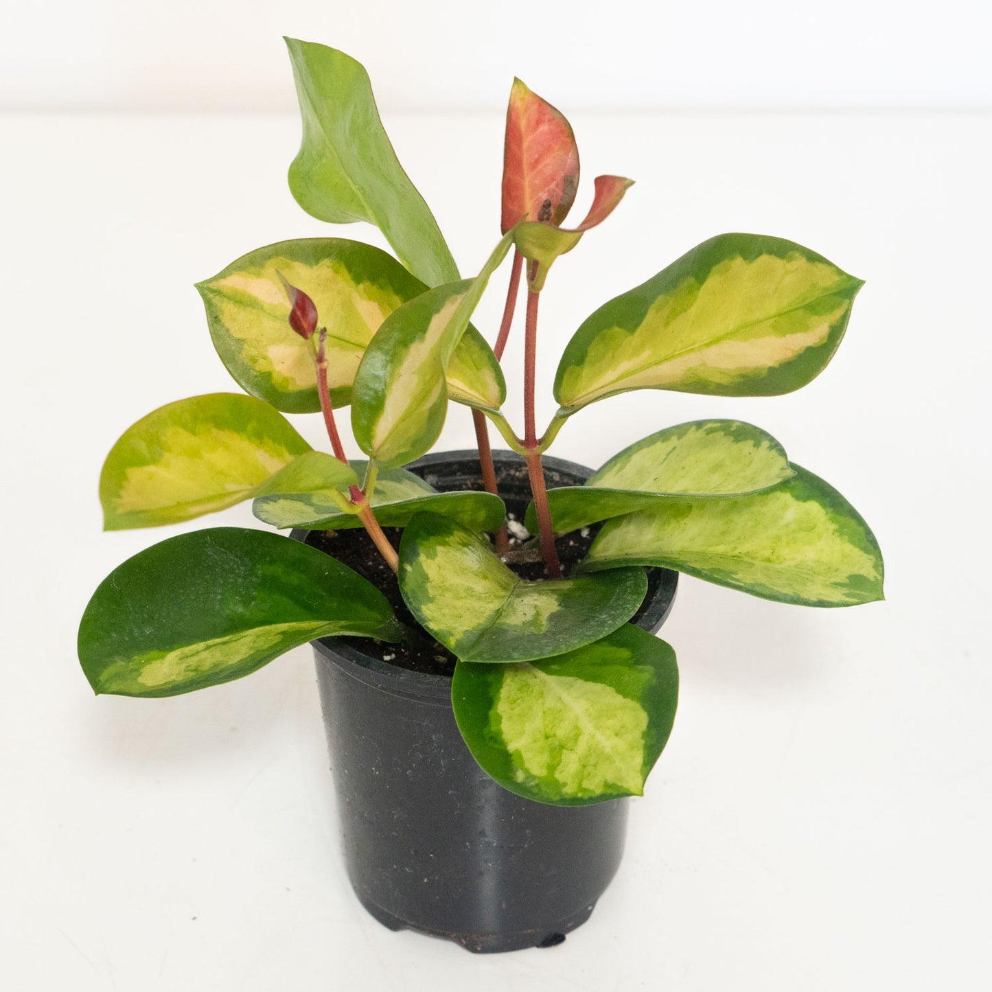 Hoya Australis Lisa
